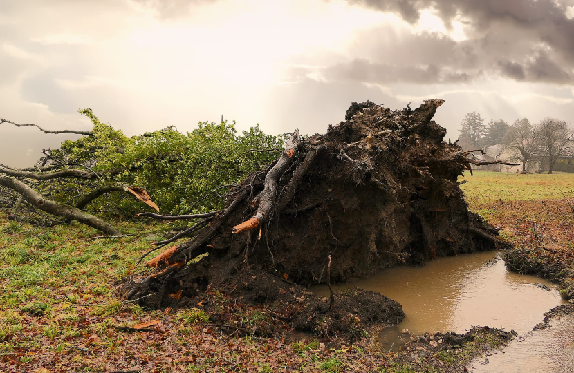 Uprooted tree