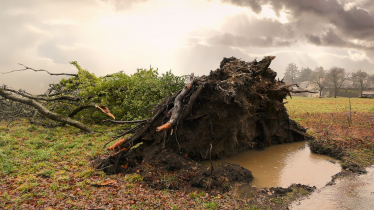 Uprooted tree